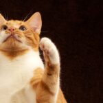 Gato, mascota, imagen de fondo, vista, arriba, lindo, esperanza, pata, pata de terciopelo, rojo, blanco, marrón, preguntando, gato, gato, gato, gato, animal, gato, imagen de fondo, preguntando, preguntando