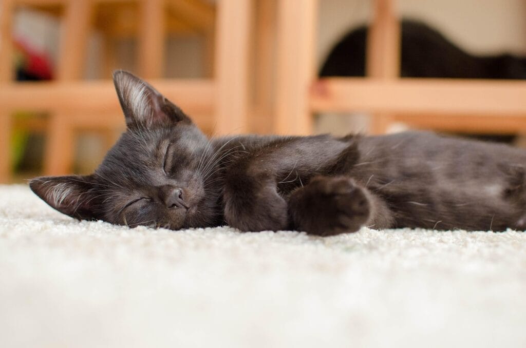gato dormido tumbado soñando con la felicidad