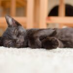 gato dormido tumbado soñando con la felicidad