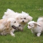Perros, animales, perros juegan, mascotas, al aire libre, césped, prado, juntos, mamíferos, naturaleza, hierba, escuela de perros, socializar, aprender, divertirse, vida silvestre, jugar con perros