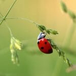 Imagen de primer plano de una mariquita en una brizna de hierba, mostrando detalles del insecto en un entorno natural.