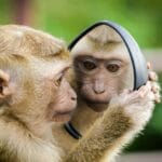 Un mono macaco examina curiosamente su reflejo en un espejo de mano al aire libre.