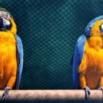 Dos guacamayos de colores encaramados en una rama, mostrando su vívido plumaje en un recinto de zoológico.