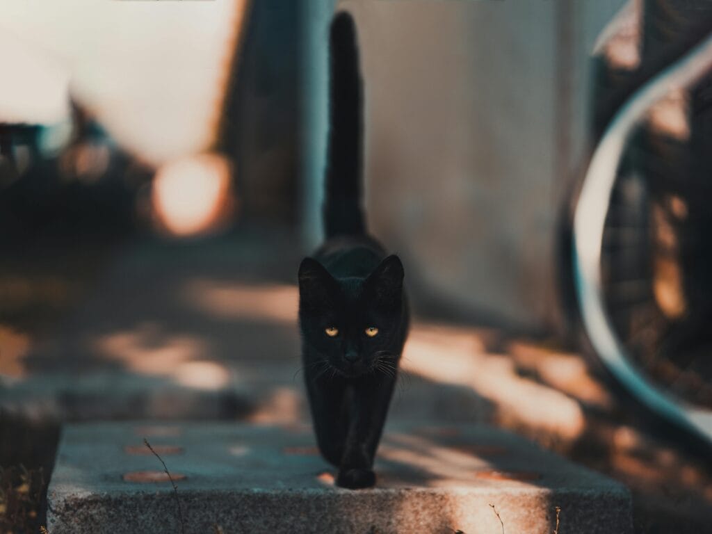 Un elegante gato negro caminando con confianza por un camino iluminado por el sol, bañado por la cálida luz del día.