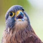 Un primer plano detallado de un halcón vibrante con características llamativas, que muestran la belleza de la vida silvestre.