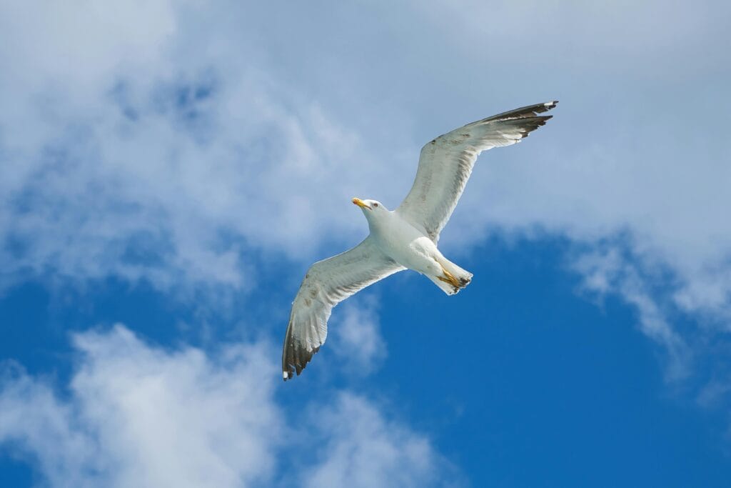 Una gaviota se eleva con gracia contra un cielo azul vibrante con nubes esponjosas, personificando la libertad y la huida.