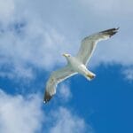 Una gaviota se eleva con gracia contra un cielo azul vibrante con nubes esponjosas, personificando la libertad y la huida.