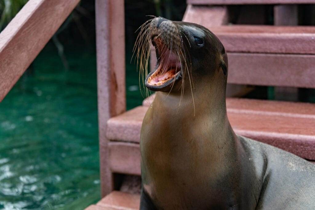 Una vista detallada de un león marino bostezando en una plataforma de madera junto al agua.