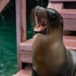 Una vista detallada de un león marino bostezando en una plataforma de madera junto al agua.